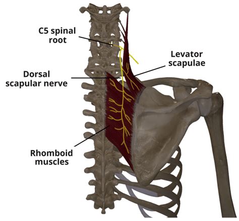 Nervus dorsalis scapulae